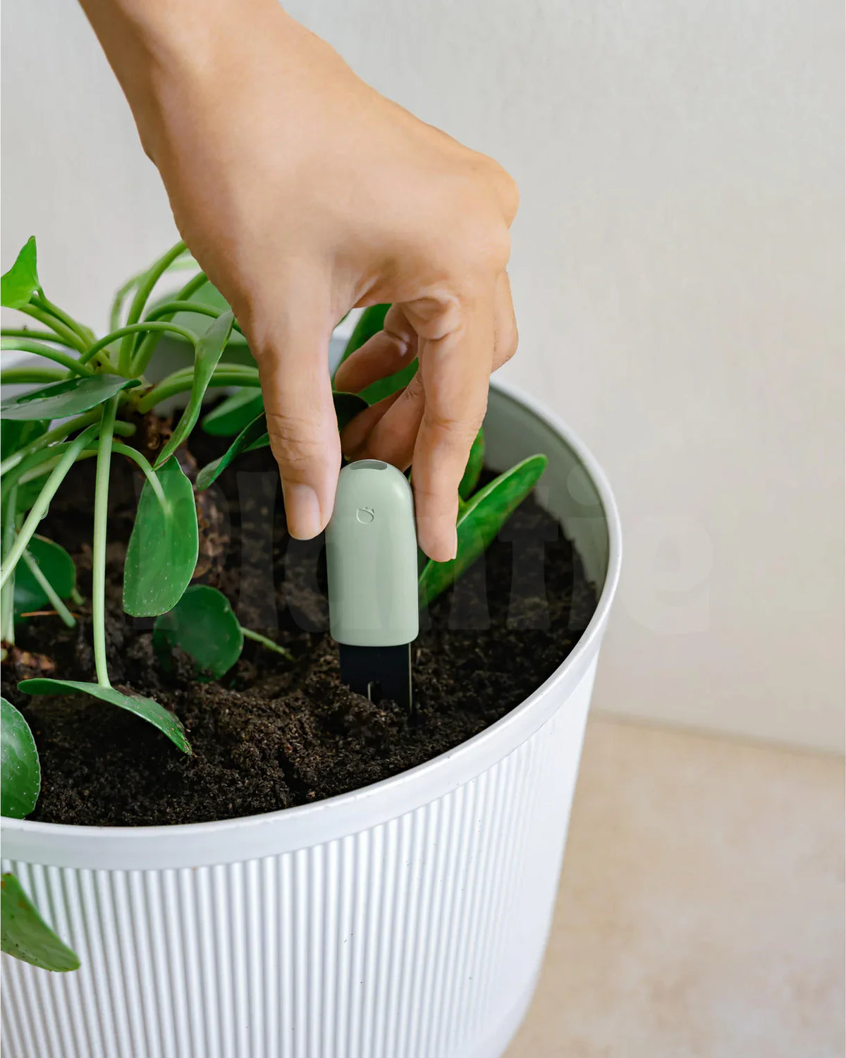 Plant & Pet